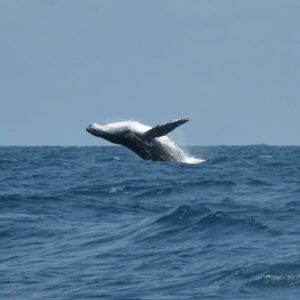 Tours para ver ballenas en Alaska